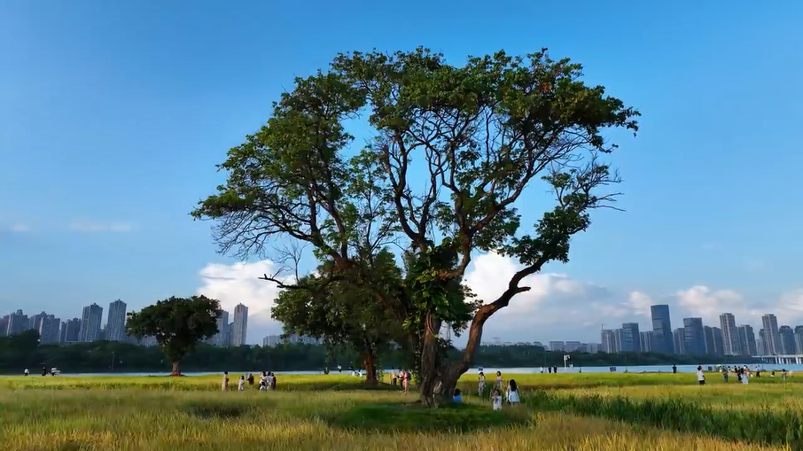 秋意里的漳州，美不胜收！